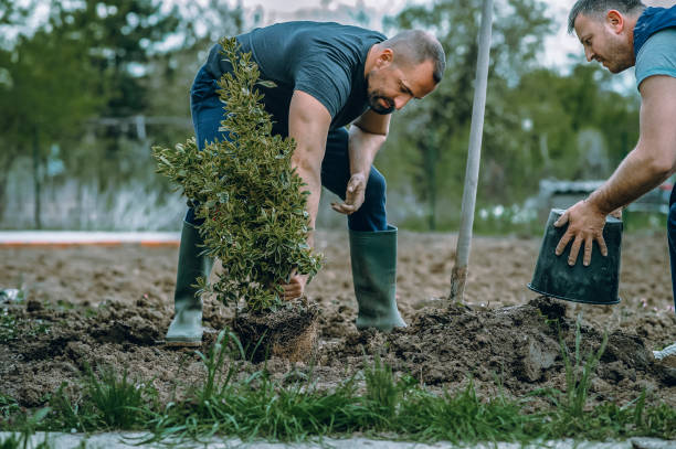 Best Tree Health Inspection  in Bunker Hl, IL