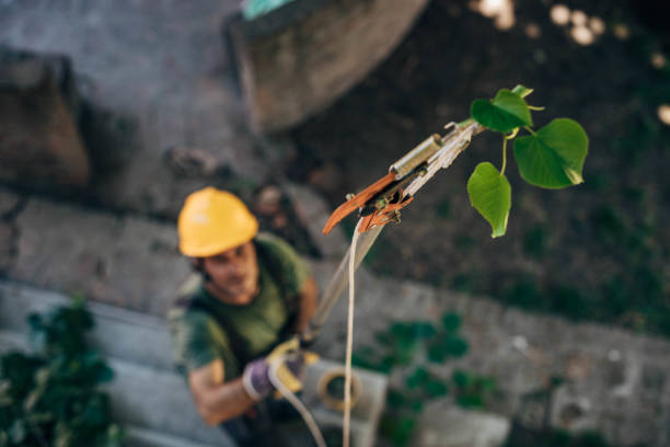 Professional Tree Services in Bunker Hill, IL