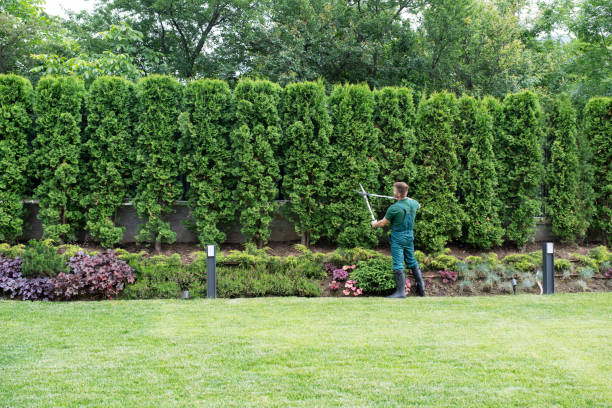 Best Tree Trimming and Pruning  in Bunker Hl, IL