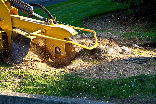 How Our Tree Care Process Works  in  Bunker Hill, IL