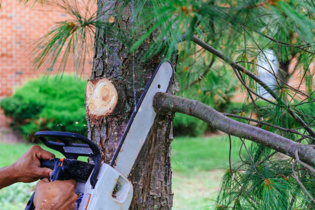  Bunker Hl, IL Tree Services Pros